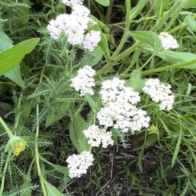 Photo of the plant species Boreal Yarrow by @FitGinseng1 named Nithin on Greg, the plant care app