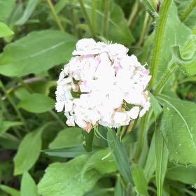 Photo of the plant species Sweet William by @FitGinseng1 named Stella on Greg, the plant care app