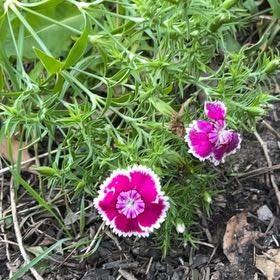 Photo of the plant species Chinese Pink by @FitGinseng1 named Captain Plant-it on Greg, the plant care app