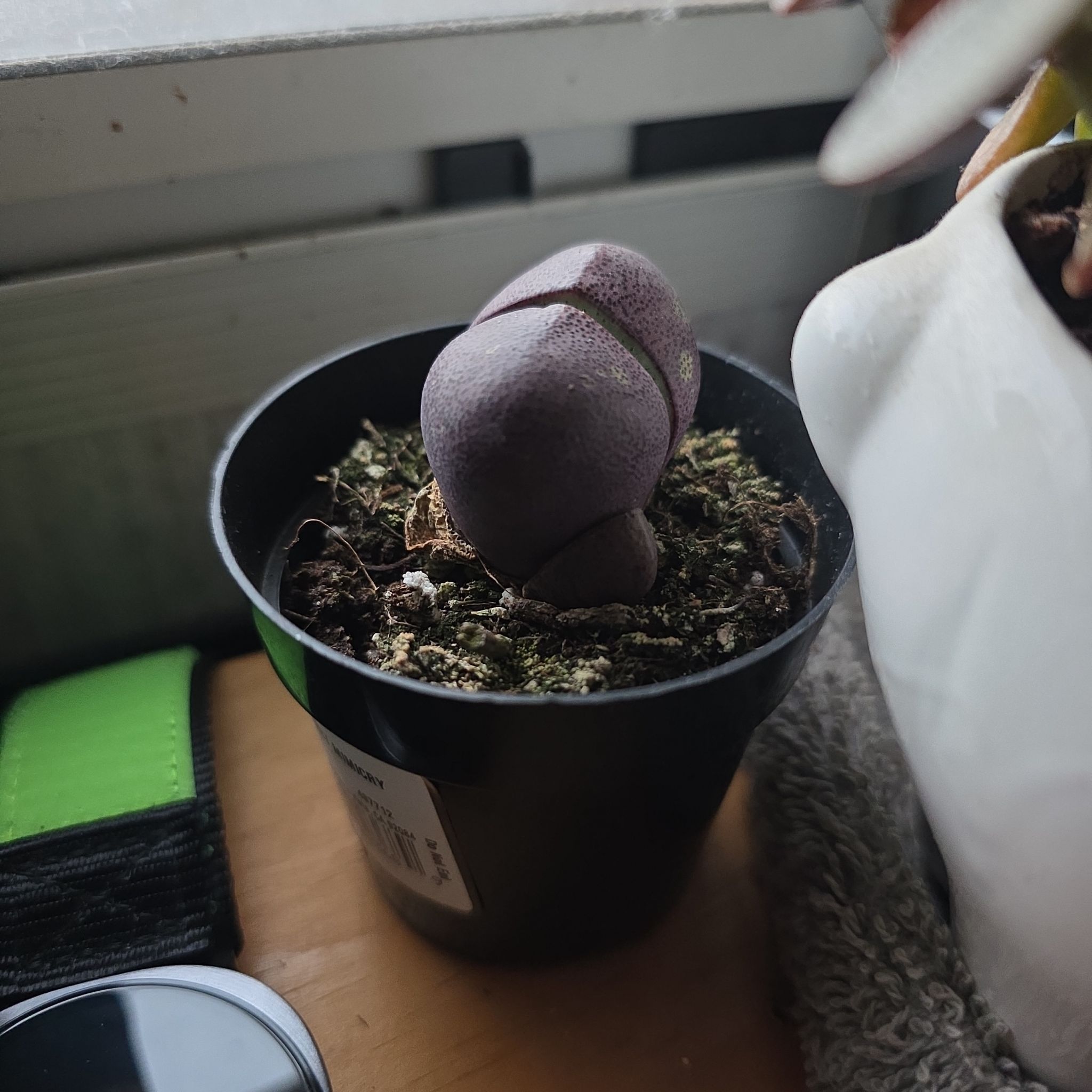 Photo of the plant species Royal Flush Split Rock by @RubikComplex named Sir Plancelot on Greg, the plant care app