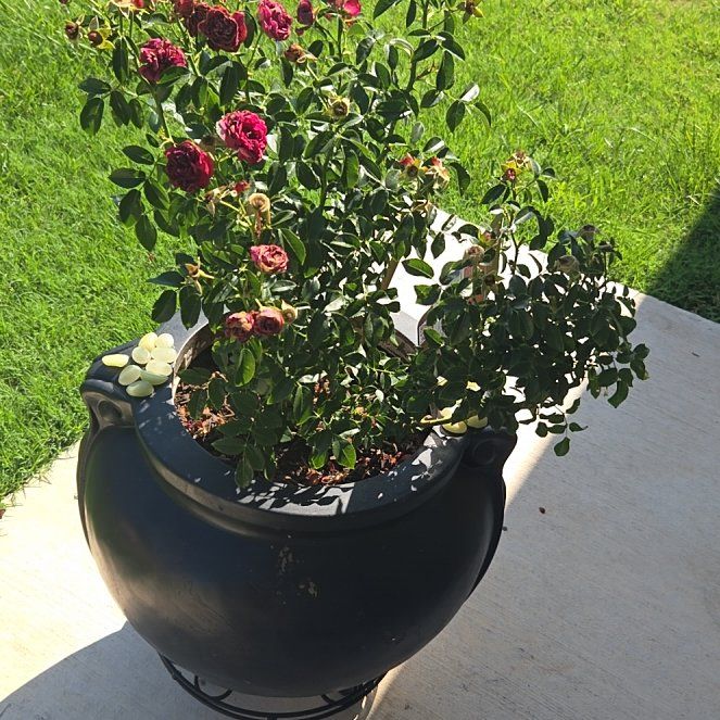 Photo of the plant species Alpine Rose by @AbleChojubai22 named Sherlock on Greg, the plant care app
