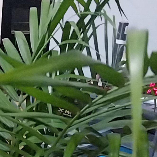 Photo of the plant species Florida Arrowroot by @ProAvocado63 named Sage on Greg, the plant care app
