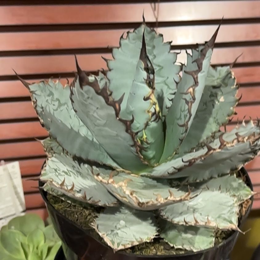 Photo of the plant species Butterfly Agave by @VipTule19 named Gobi on Greg, the plant care app