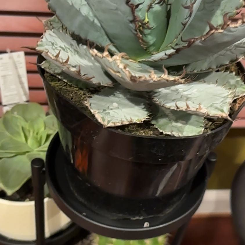 Photo of the plant species Butterfly Agave by @VipTule19 named Luna on Greg, the plant care app