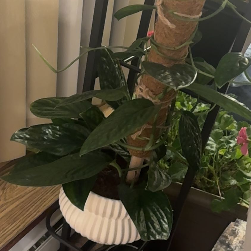 Photo of the plant species Monstera Peru by @NewMakura56 named Lola on Greg, the plant care app
