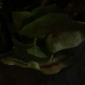 Photo of the plant species Romaines by @JesterBlackash1 named Lebron on Greg, the plant care app