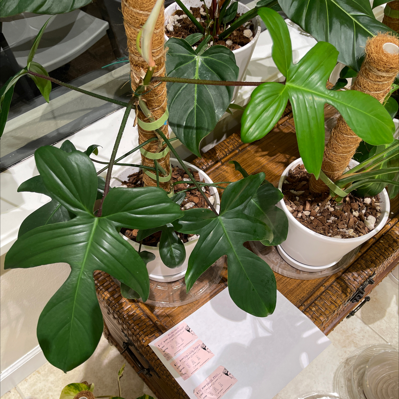 Philodendron 'Florida' plant in a white pot with healthy green leaves.