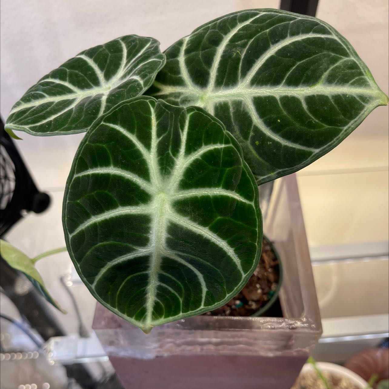 Healthy Alocasia Ninja plant with dark green leaves and white veins in a pot.