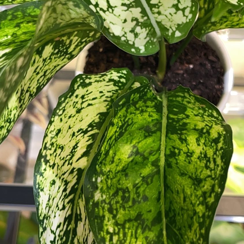 Photo of the plant species Wintery Winehouse Chinese Evergreen by Michelle named Osmo on Greg, the plant care app