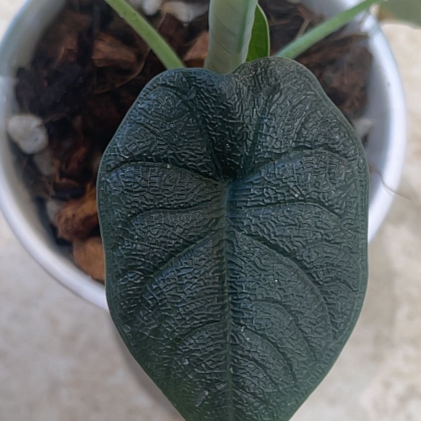 Close-up of a healthy Alocasia 'Rugosa' leaf in a pot with visible soil.