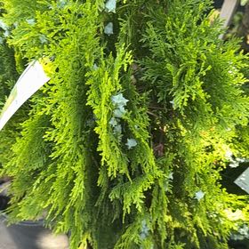 Photo of the plant species Oriental Arborvitae by @PoetAsianrice46 named Tolkien on Greg, the plant care app