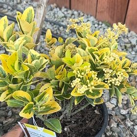 Photo of the plant species Golden Euonymus by @WizardNoni60 named Michelle Branch on Greg, the plant care app