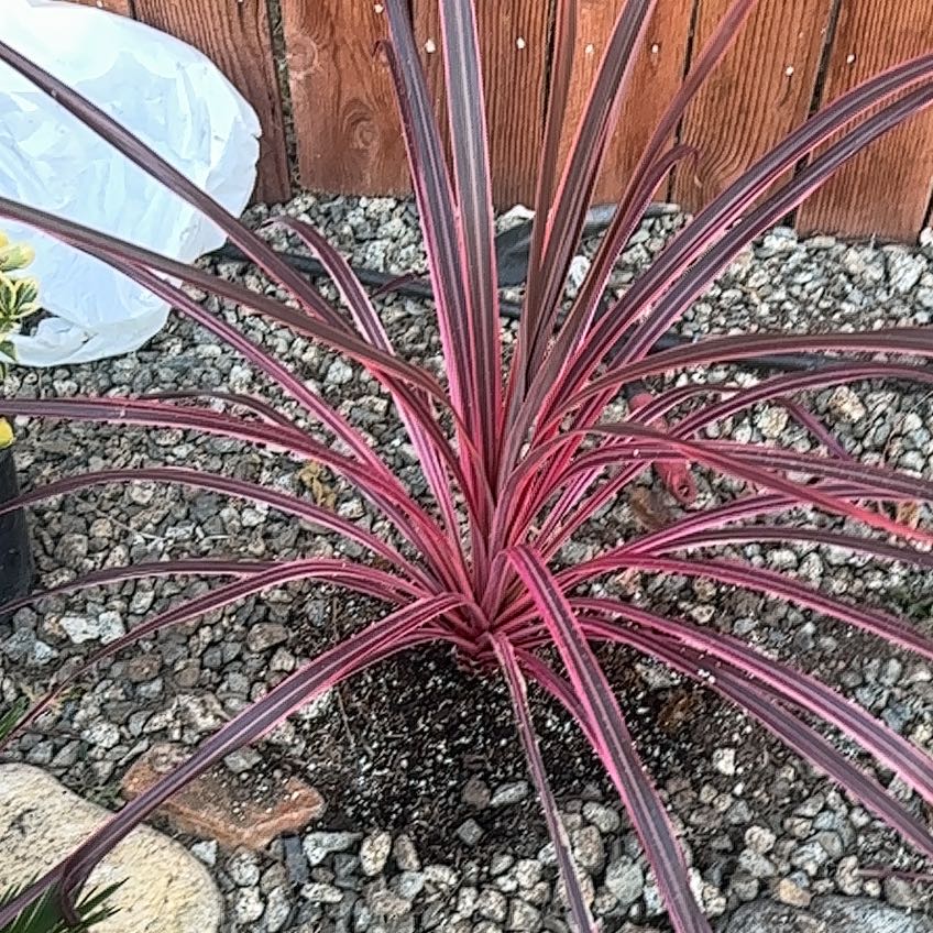 Photo of the plant species Cordyline australis 'Red Star' by @WizardNoni60 named Kobe on Greg, the plant care app