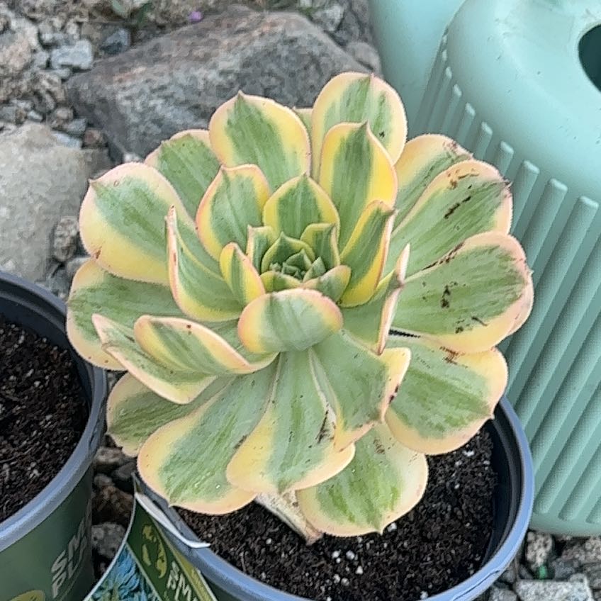Photo of the plant species Aeonium Sunburst by @WizardNoni60 named Elle on Greg, the plant care app