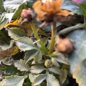 Photo of the plant species Garden Dahlia by @NovelKoa49 named Girlfrond on Greg, the plant care app