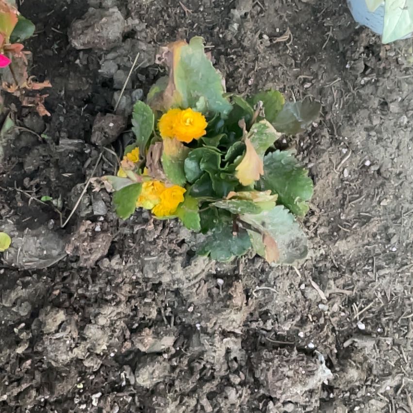 Photo of the plant species Bear's Ear by @BrawnyMoonglow named Lebron on Greg, the plant care app