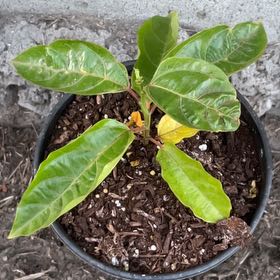 Photo of the plant species Passion Fruit by @BrawnyMoonglow named Navajo on Greg, the plant care app