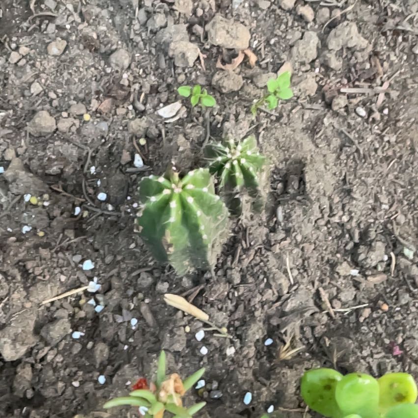 Photo of the plant species Virginia Creeper by @BrawnyMoonglow named Bieber on Greg, the plant care app