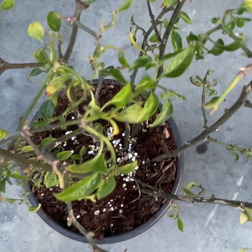 Photo of the plant species Oak Mistletoe by @BrawnyMoonglow named Morgan Treeman on Greg, the plant care app