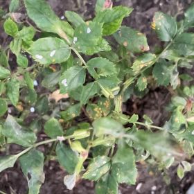 Photo of the plant species Multiflora Rose by @BrawnyMoonglow named Sherlock on Greg, the plant care app