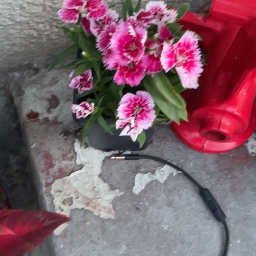 Photo of the plant species Sweet William by @BrawnyMoonglow named Sanders on Greg, the plant care app