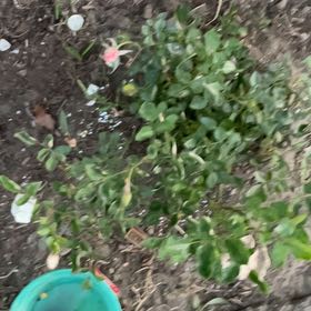 Photo of the plant species Ornamental Clover by @BrawnyMoonglow named Beckham on Greg, the plant care app