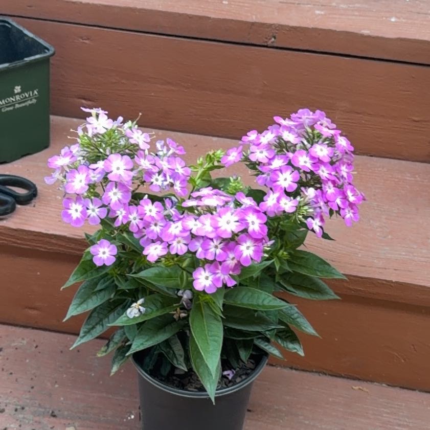 Photo of the plant species Peppermint Twist by @FairPothos69 named Spike Leaves on Greg, the plant care app