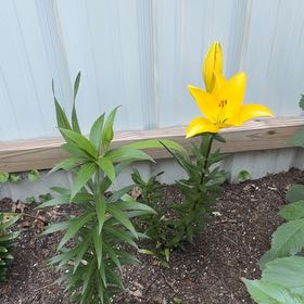 Photo of the plant species Orange Lily by @FairPothos69 named Mollie on Greg, the plant care app