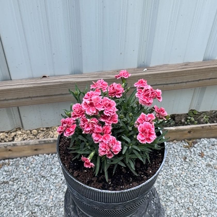 Photo of the plant species Sweet William by @FairPothos69 named Marilyn on Greg, the plant care app