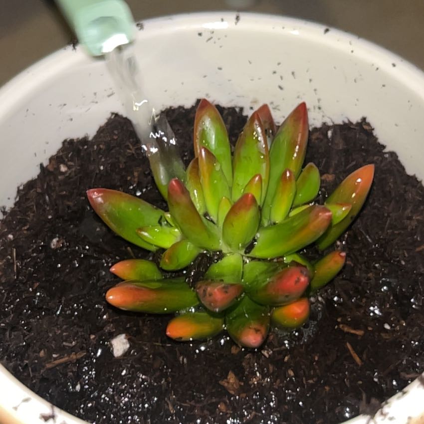 Photo of the plant species Sedum adolphi 'Ray of Light' by @GoldSarcodes88 named ChloroPhil on Greg, the plant care app