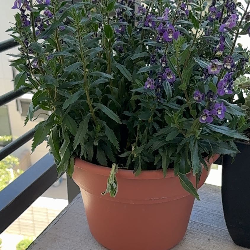 Photo of the plant species Angelonia by @TrySuncup24 named Daphane on Greg, the plant care app