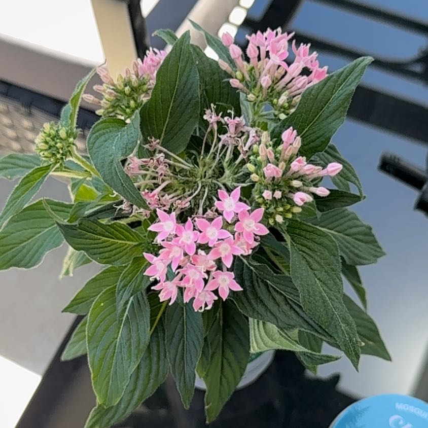 Photo of the plant species Pentas by @TrySuncup24 named Penelope on Greg, the plant care app