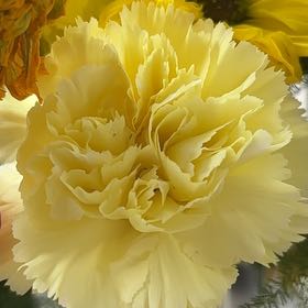 Photo of the plant species Common Peony by @GermaneLychee25 named Sir Plancelot on Greg, the plant care app