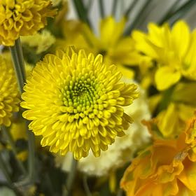 Photo of the plant species Coneflower by @GermaneLychee25 named Athena on Greg, the plant care app