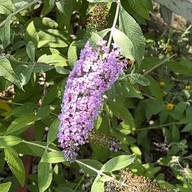 Photo of the plant species Orange Eye Butterflybush by @GermaneLychee25 named Navajo on Greg, the plant care app