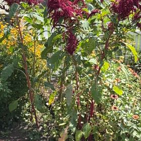 Photo of the plant species Mexican Grain Amaranth by @GermaneLychee25 named Scarlett on Greg, the plant care app