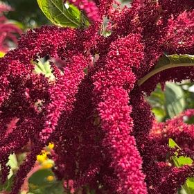 Photo of the plant species Love-Lies-Bleeding by @GermaneLychee25 named Diana on Greg, the plant care app