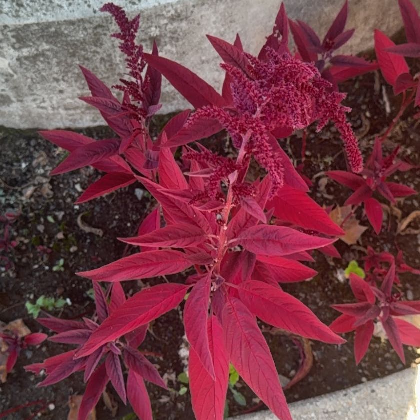 Photo of the plant species Mexican Grain Amaranth by @LeadCorrea23 named Athena on Greg, the plant care app