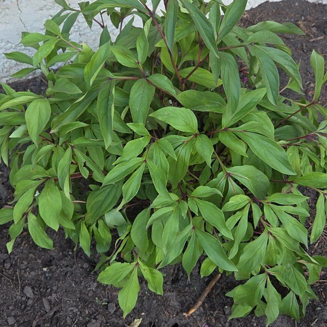 Photo of the plant species Chinese Peony by @PiousKale78 named Lola on Greg, the plant care app