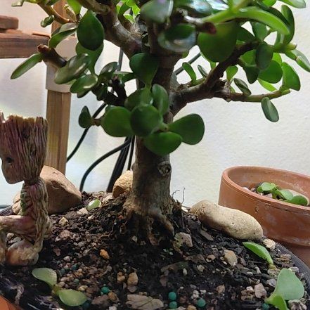 Photo of the plant species Dwarf Jade Plant by @VipRedbeech10 named Delilah on Greg, the plant care app