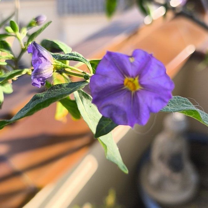 Photo of the plant species Paraguay Nightshade by @ManyOrchid15 named Baesil on Greg, the plant care app