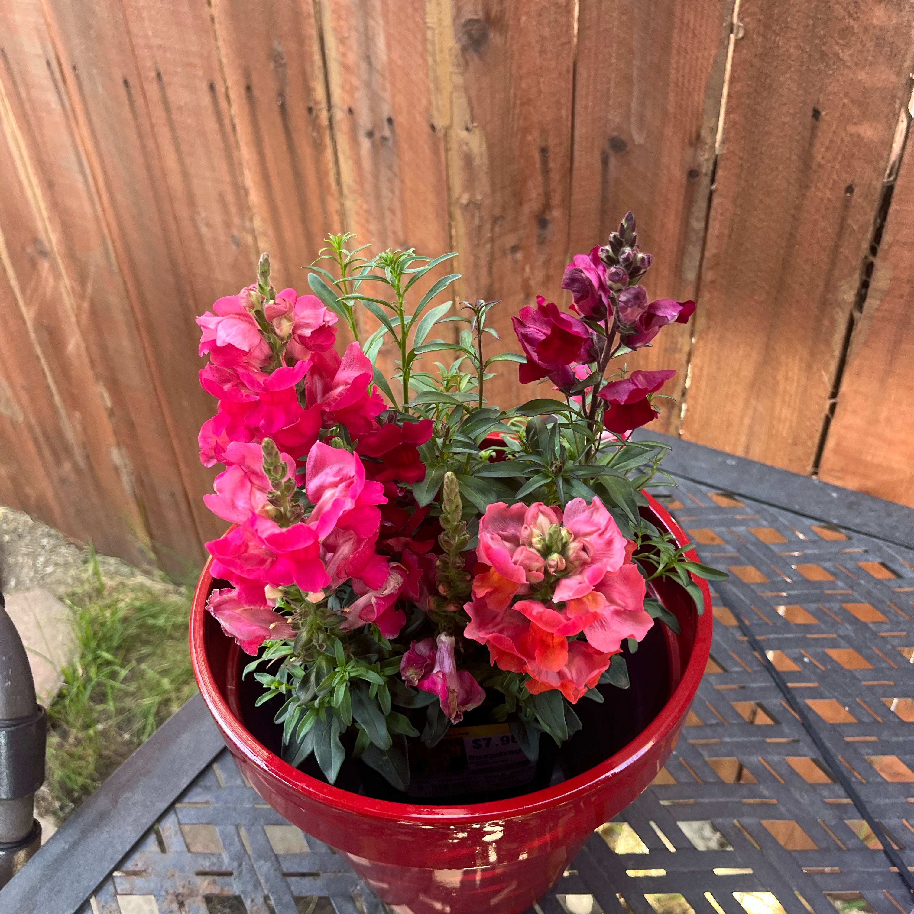 Photo of the plant species Antirrhinum Majus by @IlianaMac named Dragon on Greg, the plant care app