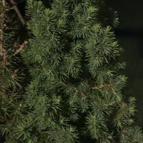 Photo of the plant species Cedrus Deodara by @YoungLime84 named Prince on Greg, the plant care app