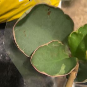Photo of the plant species Protea Cynaroides by @HelperFeijoa26 named Oscar on Greg, the plant care app