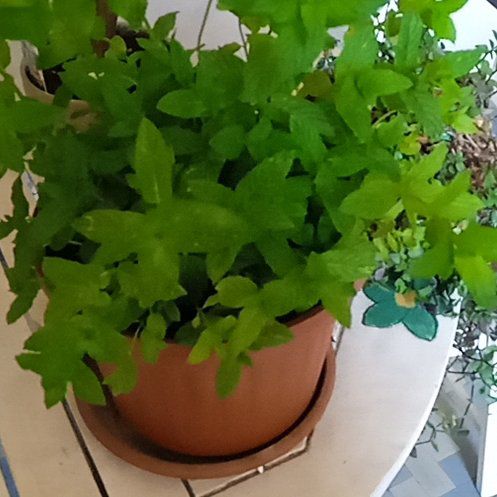 Photo of the plant species Mint by @JauntyWinika32 named Lavender on Greg, the plant care app