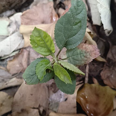 Photo of the plant species Apple by @YokeAnahaw6 named Pax on Greg, the plant care app