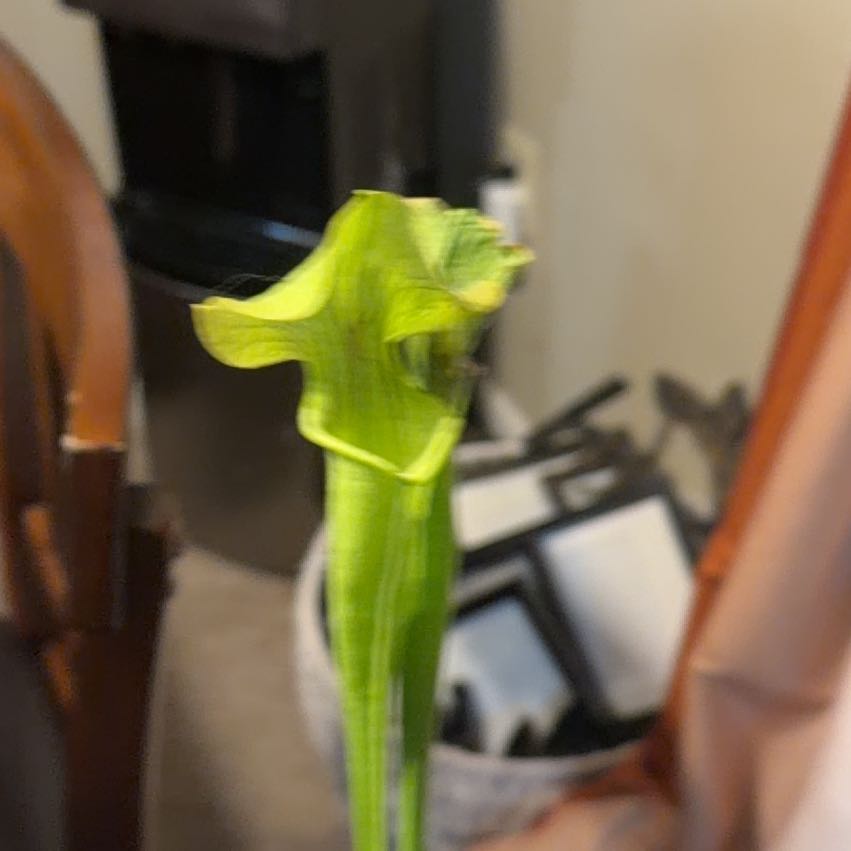 Photo of the plant species Yellow Trumpets by @VipRedsword5 named Nemo on Greg, the plant care app