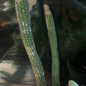 Photo of the plant species Mexican Night-Bloom Cereus by @VipRedsword5 named Apollo on Greg, the plant care app