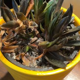 Photo of the plant species Hottentot Fig by @VipRedsword5 named Mando on Greg, the plant care app