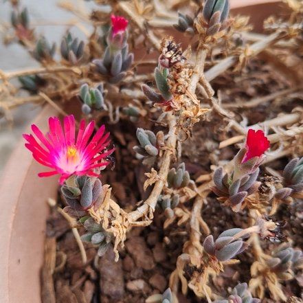 Photo of the plant species Chisme by @PrincessKiekie named Eva on Greg, the plant care app